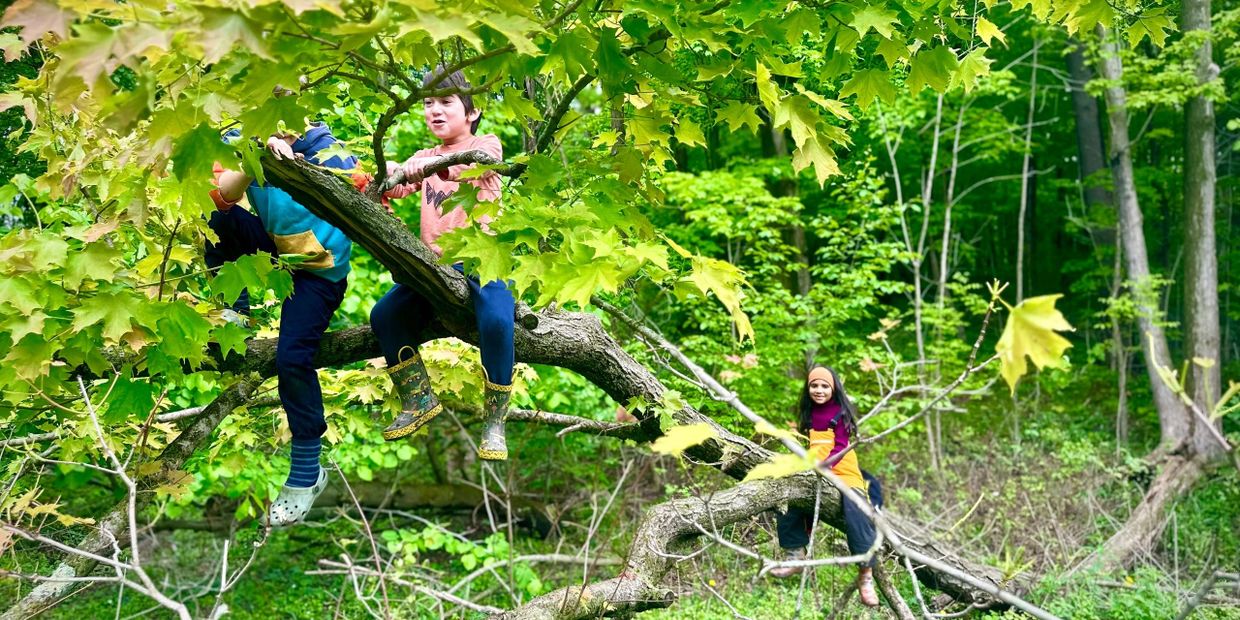 Three children playing and sitting on tree branches in a lush green forest.