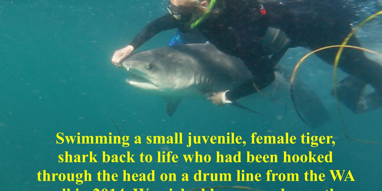 Photo of Ocean ramsey Touching a shark to save its life, swimming it back to life, saving sharks