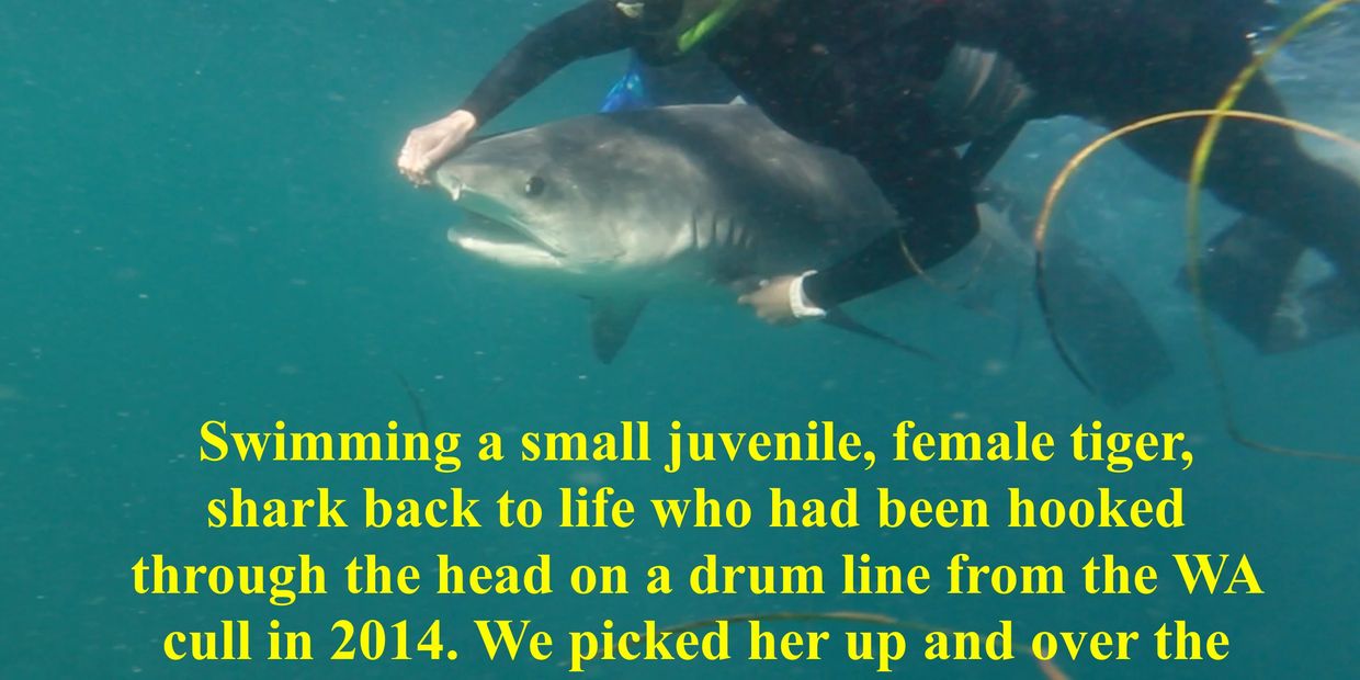Photo of Ocean ramsey Touching a shark to save its life, swimming it back to life, saving sharks
