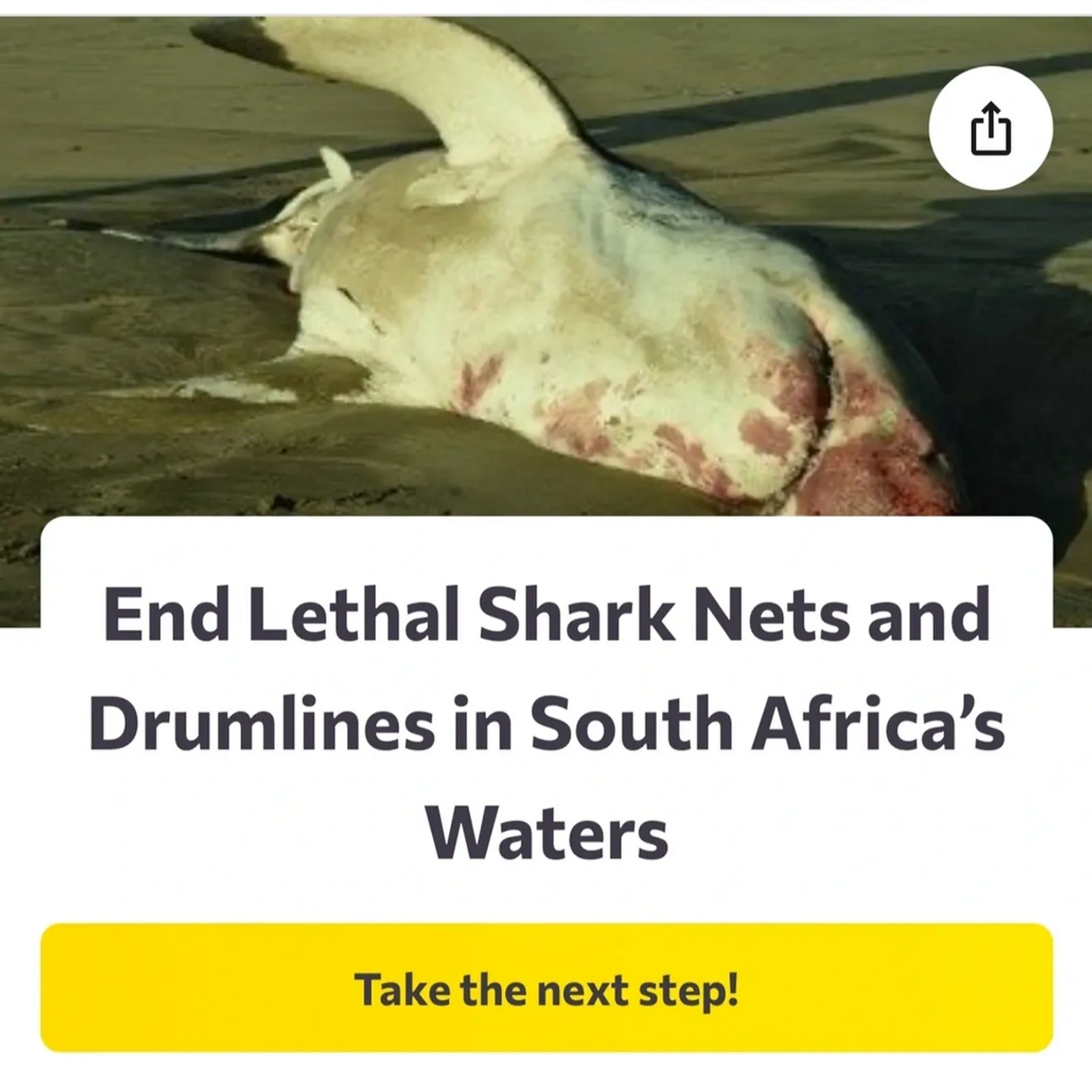 Great white shark killed in South Africa
