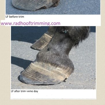 Hoof with laminitis