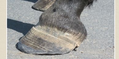 Laminitic horse hoof