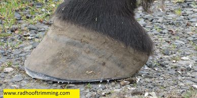 Normal hoof after trimming with naturally lower heel