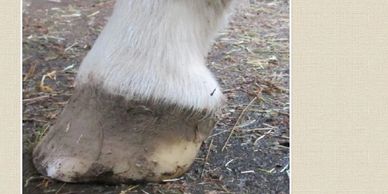 Before trim hoof
