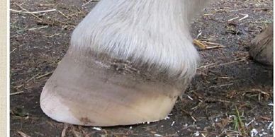 After trim hoof