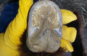 Donkey hoof sole view