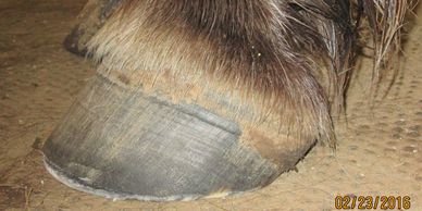 normal hoof after trim