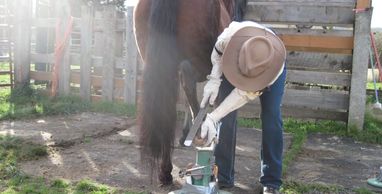 trimming a hoof