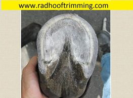 mule hoof sole view