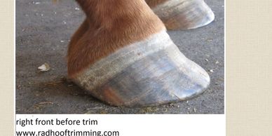 laminitic hoof in recovery