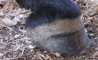 donkey hoof 5 months later deformation healed