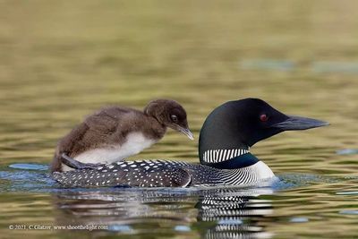 Loon chick riding on parent's back.