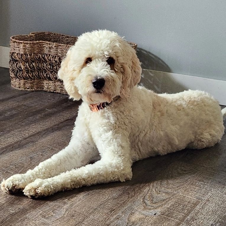 Our Fur Kids Homegrown Doodles