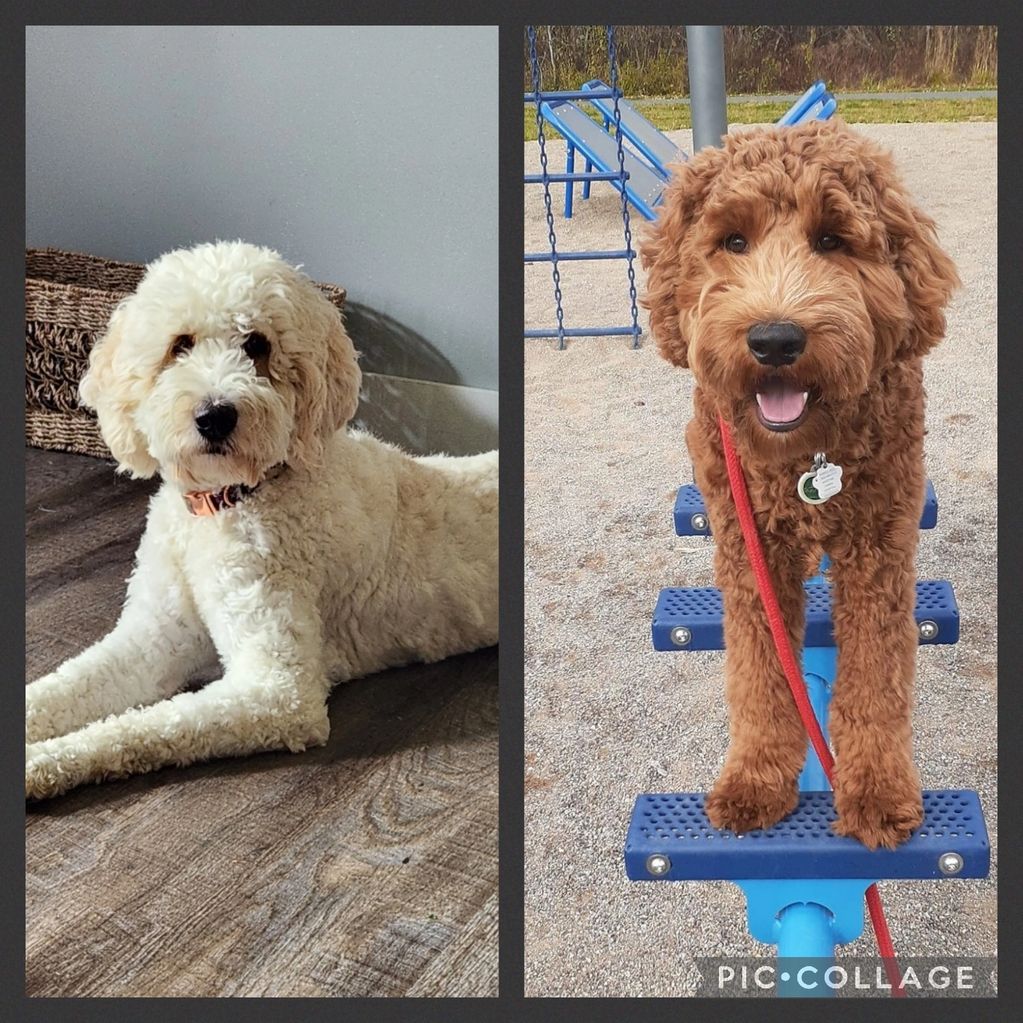 litters Homegrown Doodles