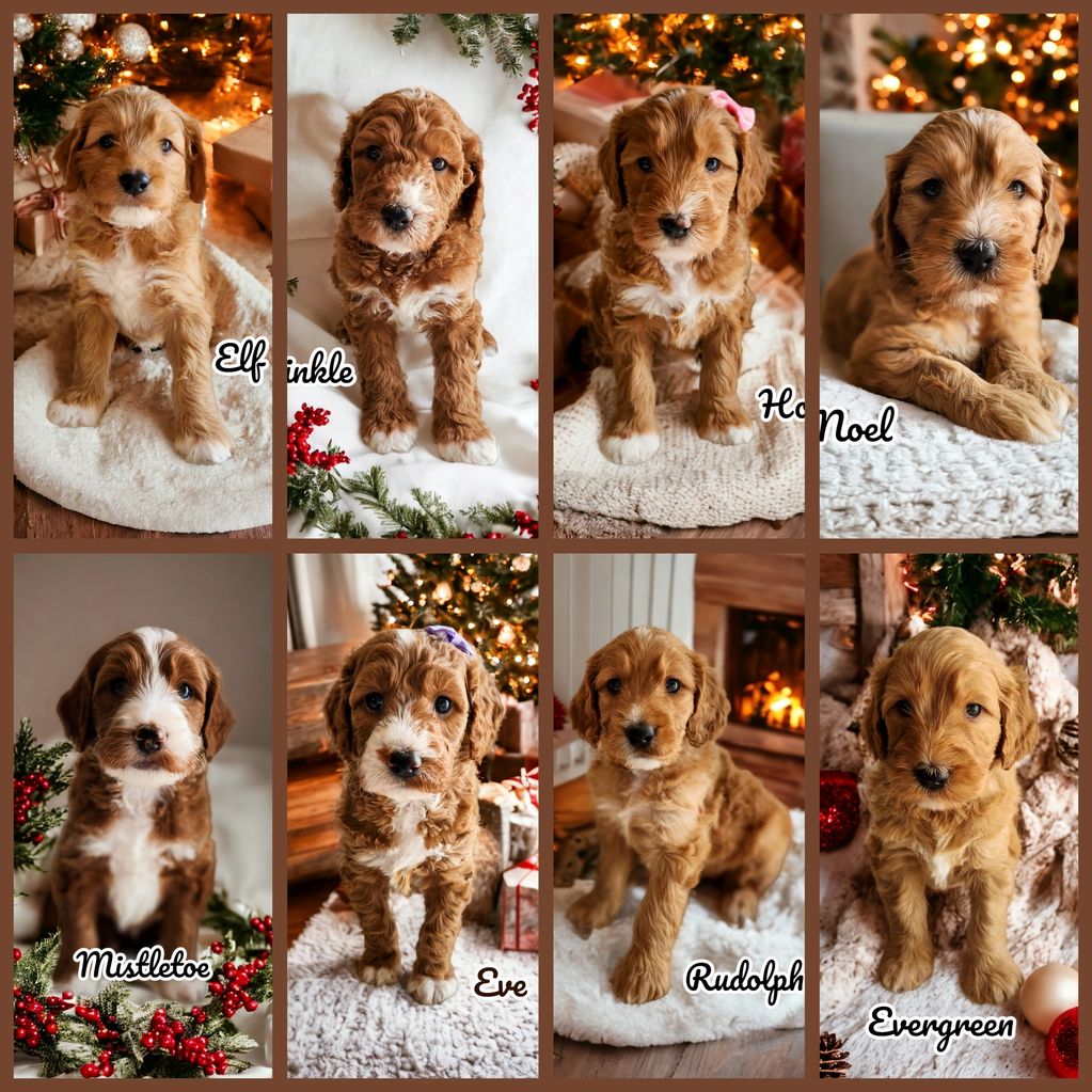 Available Puppies Homegrown Doodles