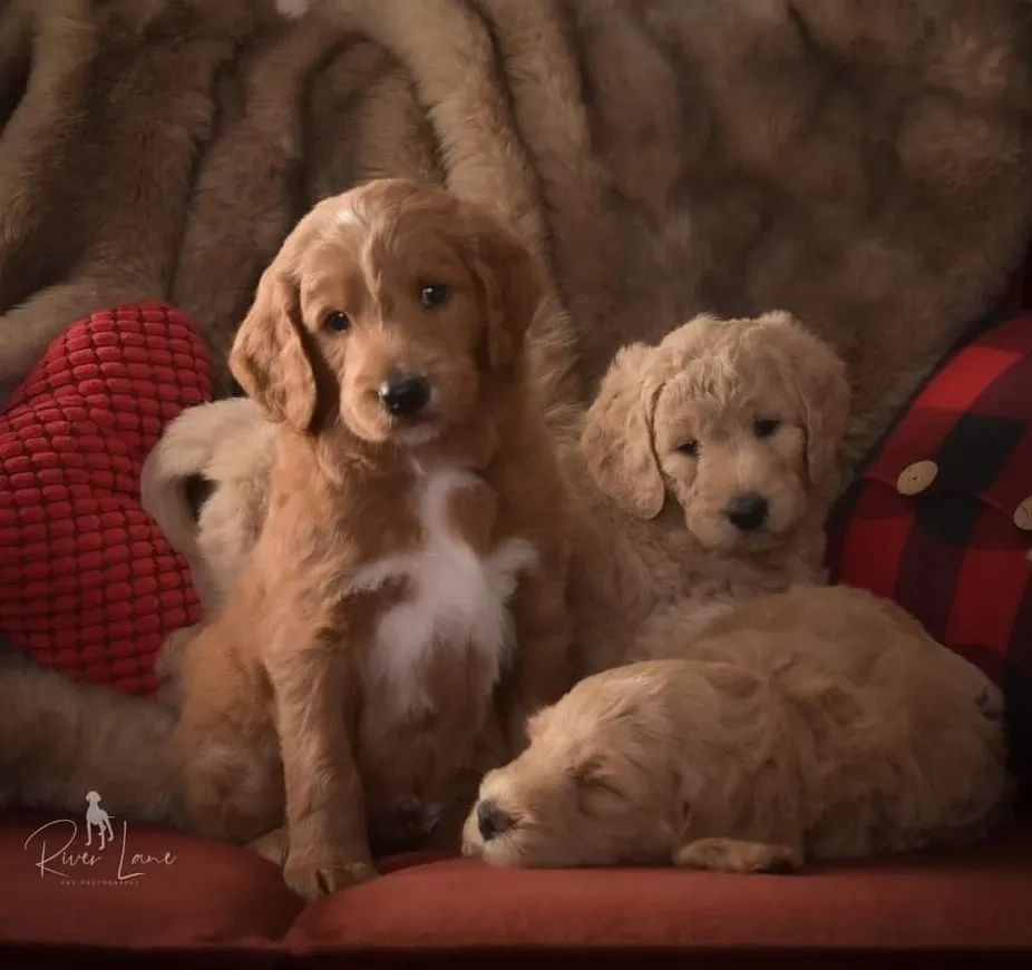 Available Puppies Homegrown Doodles