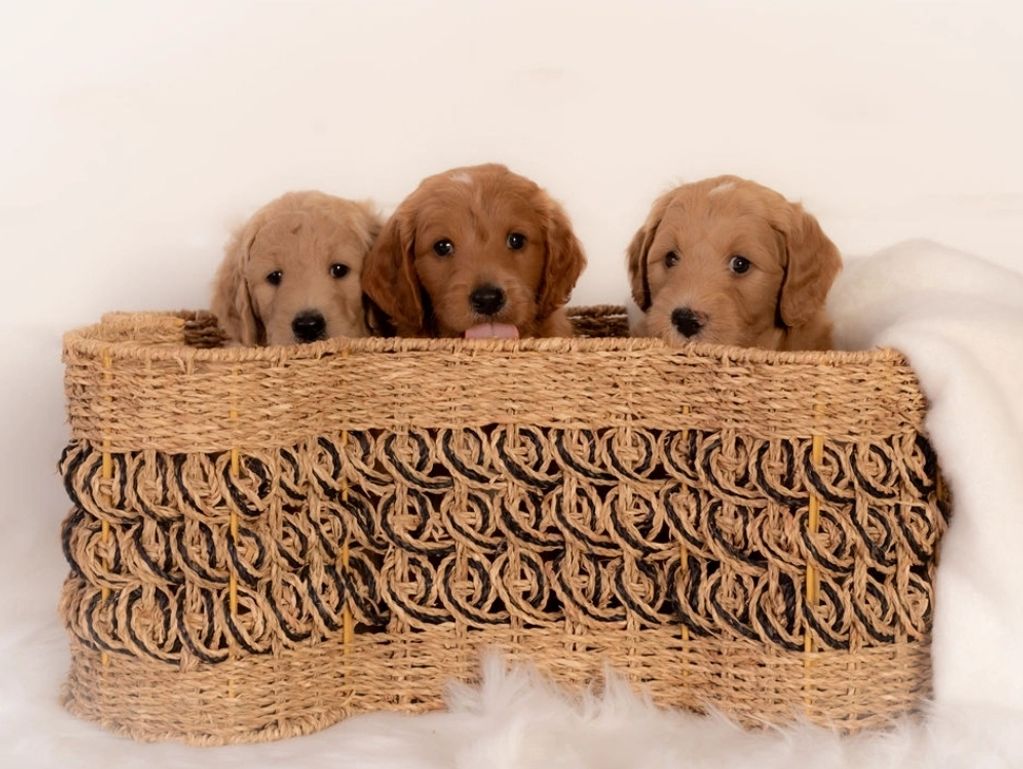 Available Puppies Homegrown Doodles