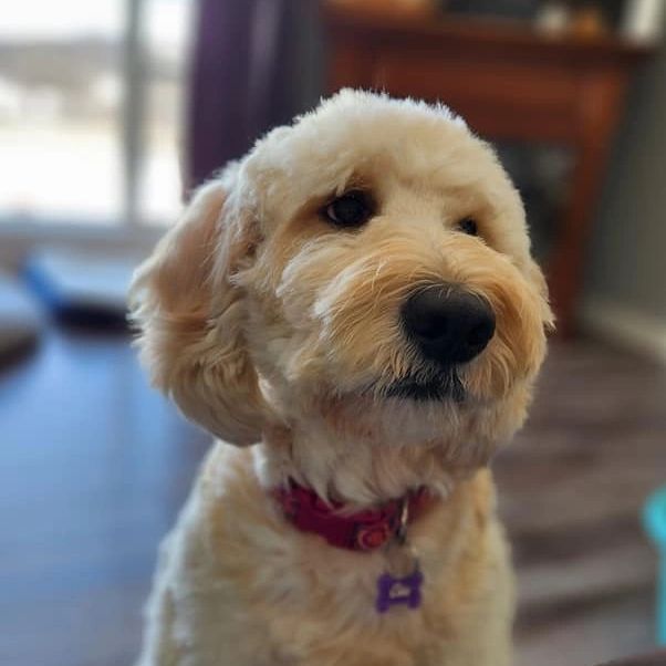 Our Fur Kids Homegrown Doodles