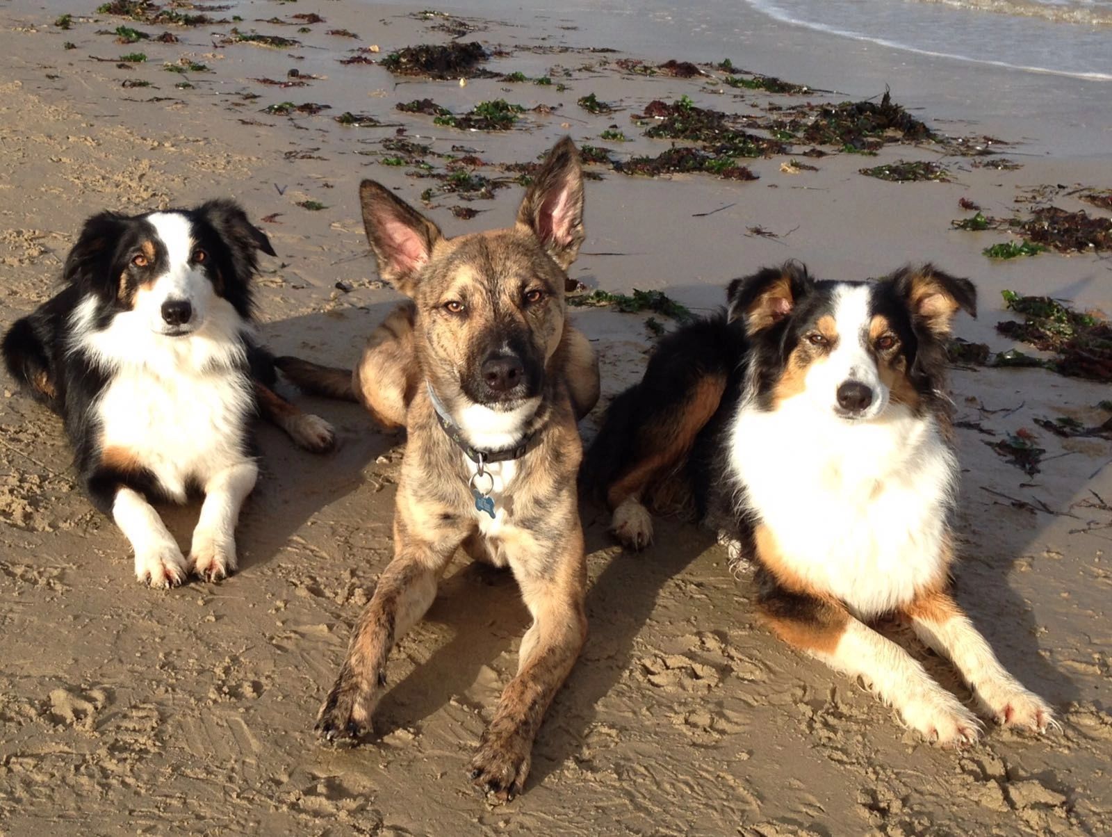 Mucky Paws Dog Walking and Boarding