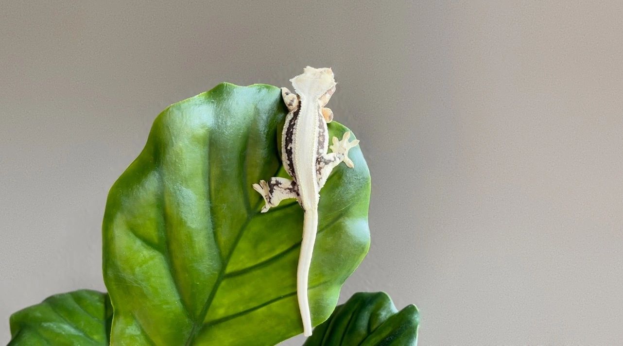 Houston Gecko Inc - Gecko, Pet, Pet Store