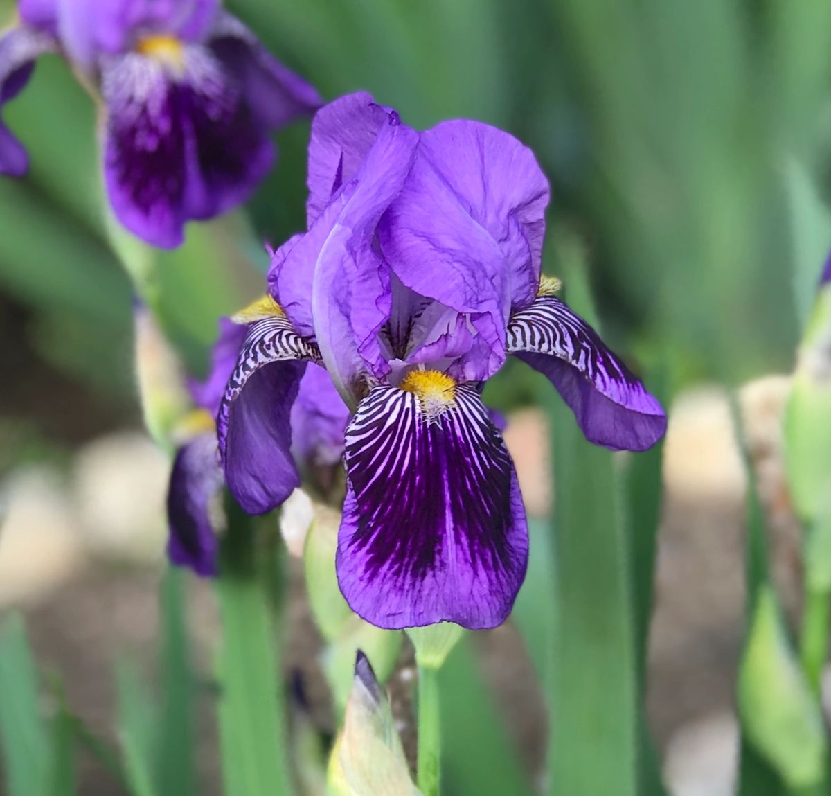 Purple/Black Irises
