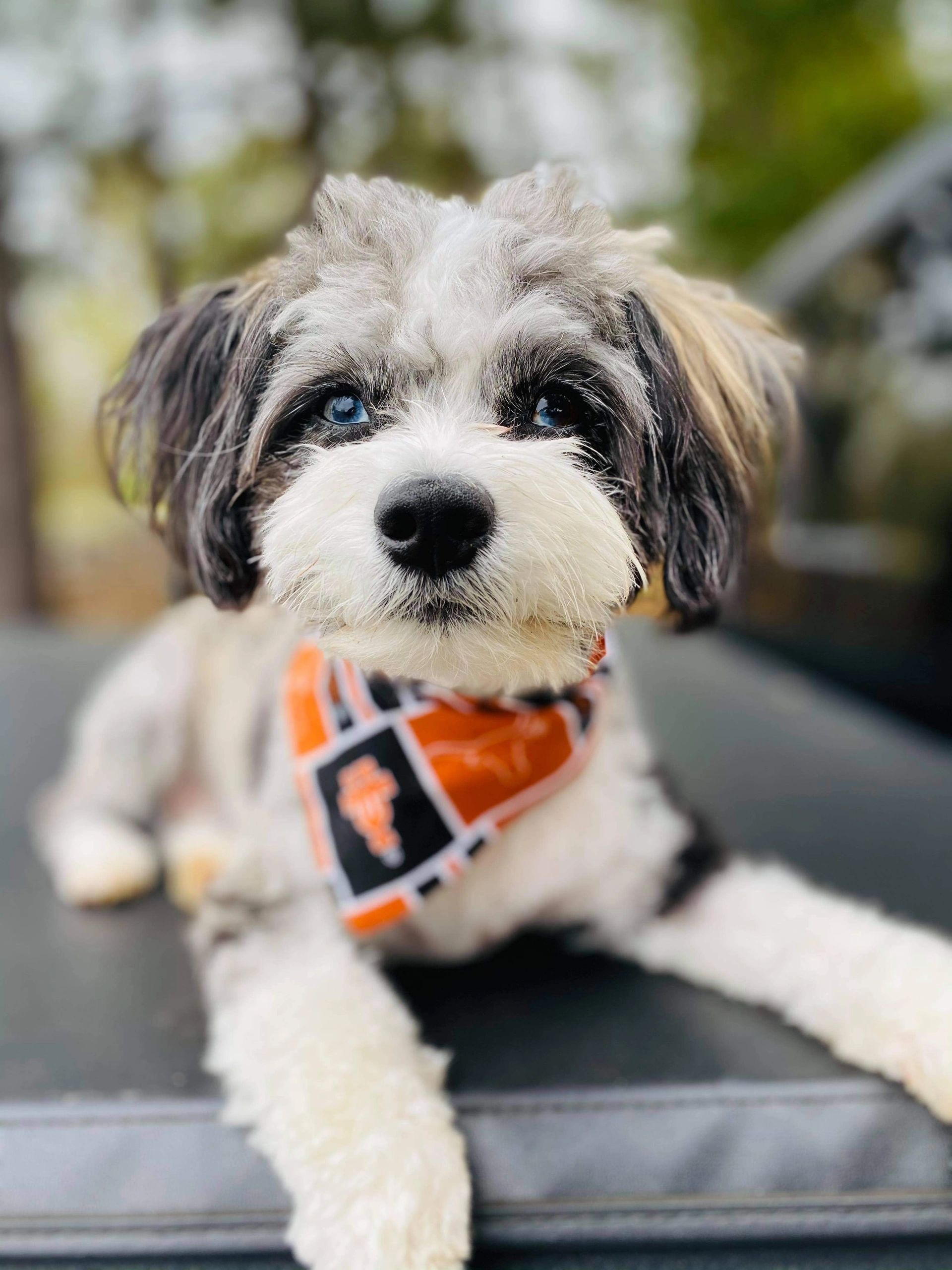 Iron Spring Kennel Designer Breeds, Poodles, Toy Poodle