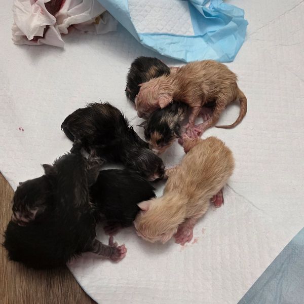 Pepper had 7  babies born February 25 26. Born on George Harrison bday. So in honor of him and The F