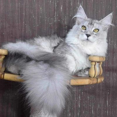 RIPCITY MOST BEAUTIFUL GIRL IN THE WORLD. "ELSA"
DOB: 11-18-23
Black Silver Tabby 
DNA TESTED 
Orije