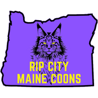  Ripcity Maine Coons