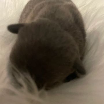 AKC Blue French Bulldog Puppy for sale