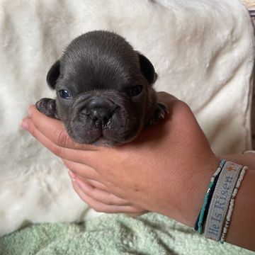 Tiny black puppy resting in a person's hands.