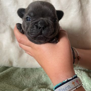 A tiny black French Bulldog puppy held gently in a hand.