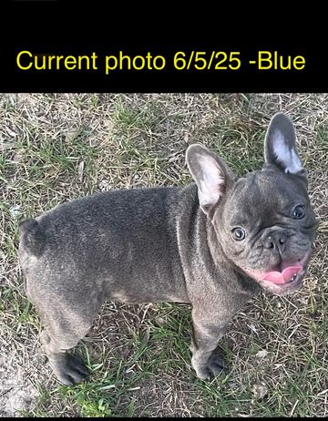 AKC blue French Bulldog puppy for sale