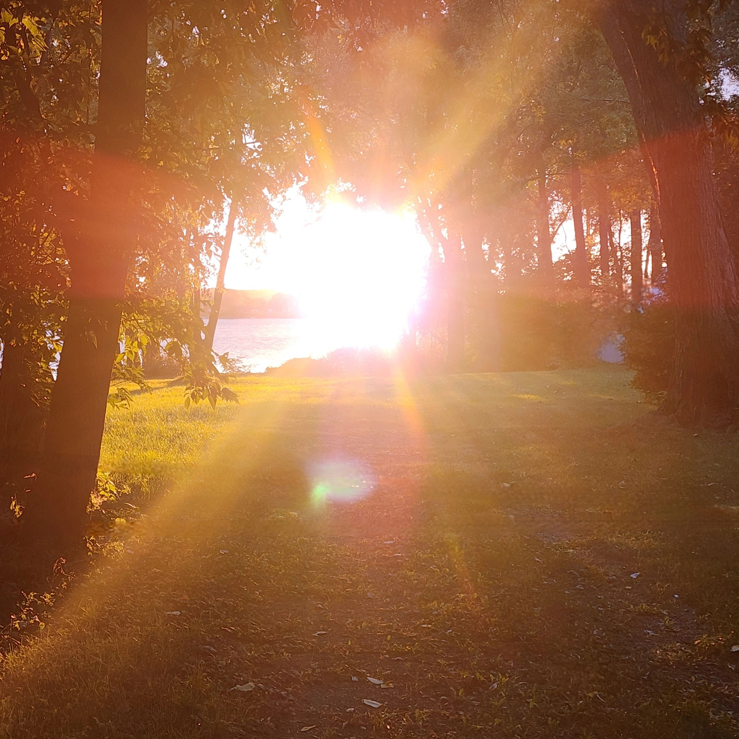 Sunlight streams through trees near a lakeside during golden hour, filling the air with warmth and peace, a reminder of nature’s soft healing power.