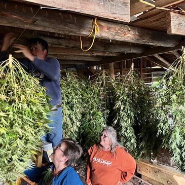 Ruthy Duvall and her crew harvest this years hemp crop at Bear Hill Farm