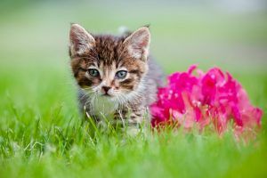 Mesquite Ridge Small Animal Hospital - Home Mesquite Ridge Small Animal Hospital - Home