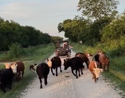 The Great Mini-Cattle Round-UP