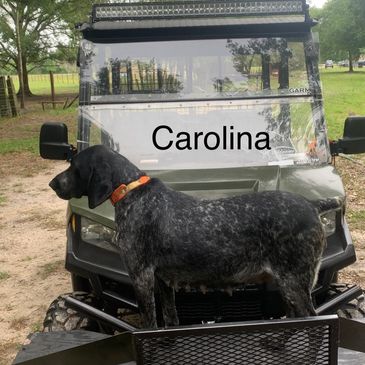 Gsp -Carolina- Black Roan