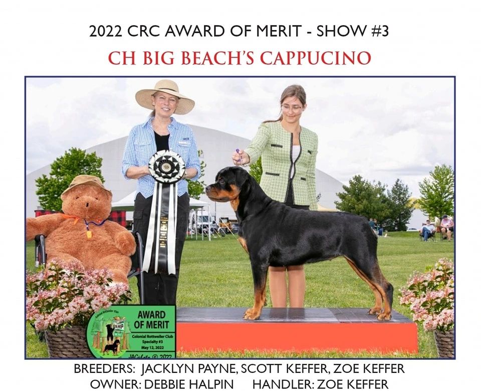Big Beach Rottweilers - Sunny - AOM - CRC