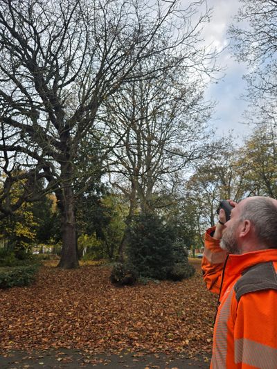 Tree surveying