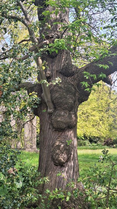 Sweet chestnut tree