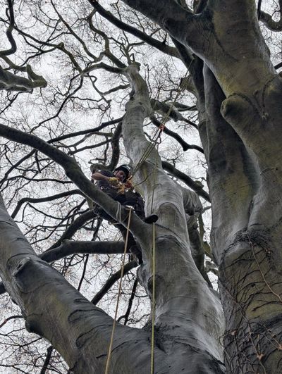 Climbing beech tree