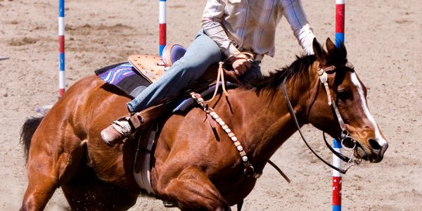 Person riding a horse through poles in a rodeo event.