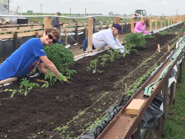 Community garden volunteers work in raised beds