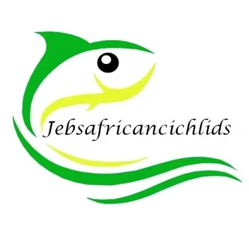 Jebsafricancichlids