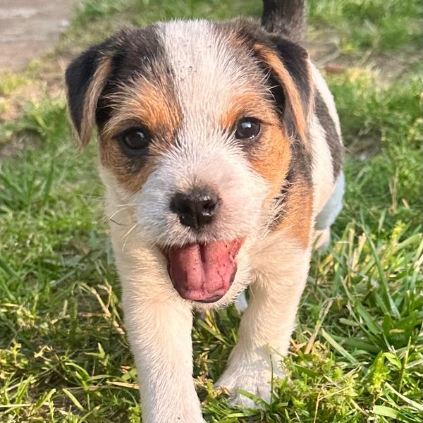 A happy puppy walking on grass with its tongue out.