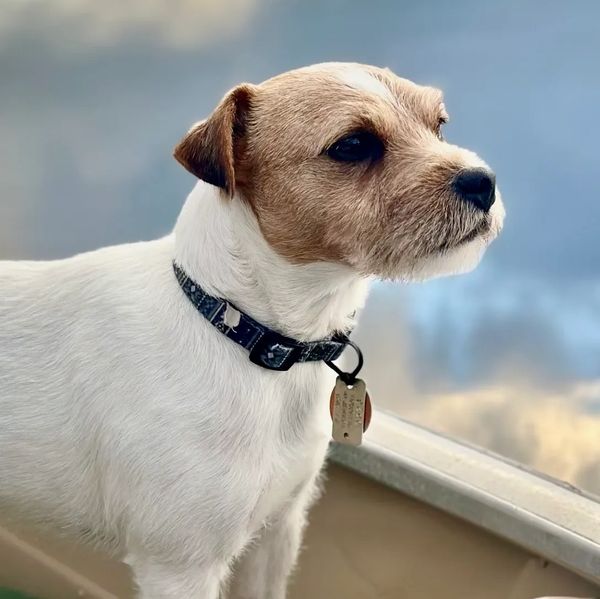 Meet Stash -N-Dash Jamison. He is our good-natured, tri-colored, broken coat male. 