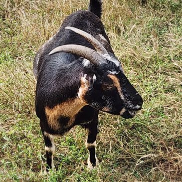 mini La Mancha Nigerian dwarf goat