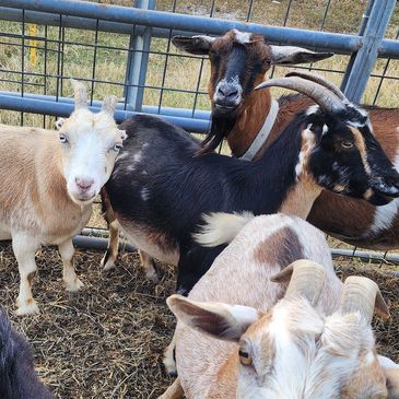 Mini La Mancha Nigerian Dwarf Nubian moon spotted