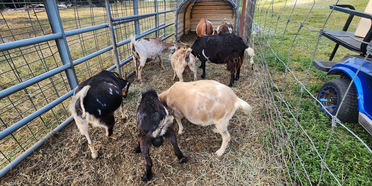 goats Nigerian Dwarf Mini La Mancha goats moon spotted goats moon spots 